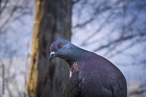Beautiful pigeon posing photo