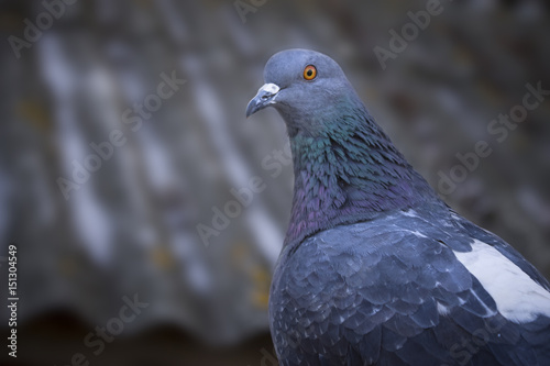 Beautiful pigeon posing photo