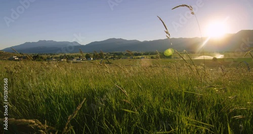 Golden field shimmering in sunset