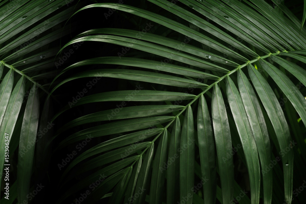  palm leaf for texture or background - obrazy, fototapety, plakaty 