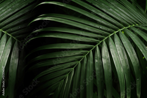 Obraz na płótnie palm leaf for texture or background