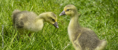 goslings (white goose) © Vera Kuttelvaserova