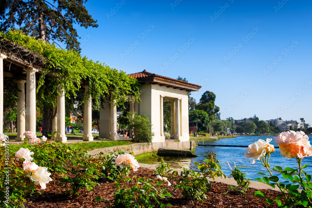 Naklejka premium Oakland, California, downtown Lake Merritt historic rose arbor. Selective focus on the flowers in the foreground. Copy space