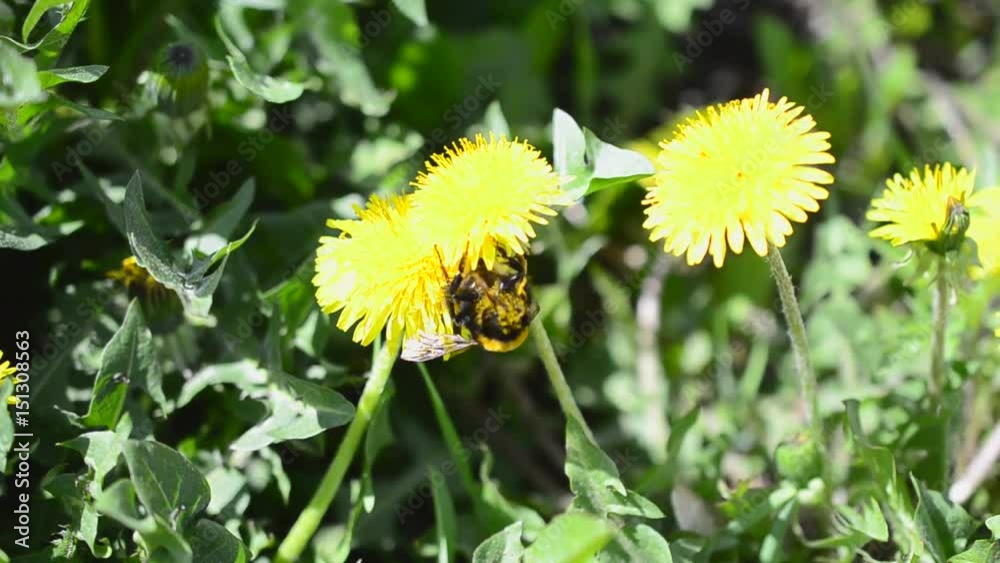 Wild bee bumblebee on a dandelion bloom Wild bee bumblebee on a dandelion bloom