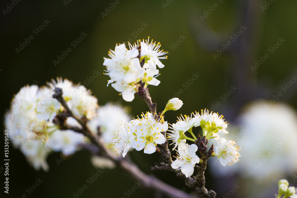 plum flowers in spring, cherry blossoms plum flowers in spring, cherry blossoms