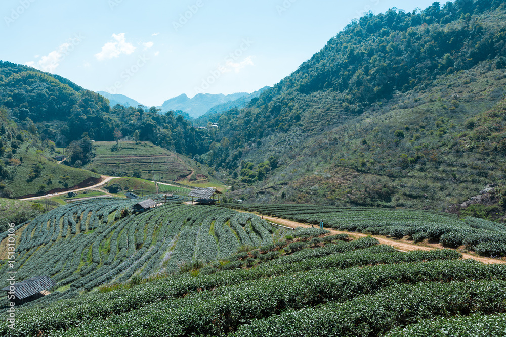 The tea plantations in Chiang Mai , Thailand