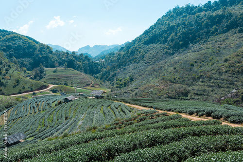The tea plantations in Chiang Mai   Thailand