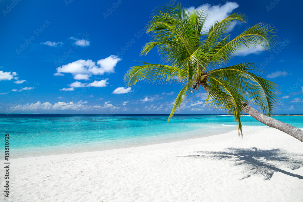 coco palm on tropical paradise island dream beach