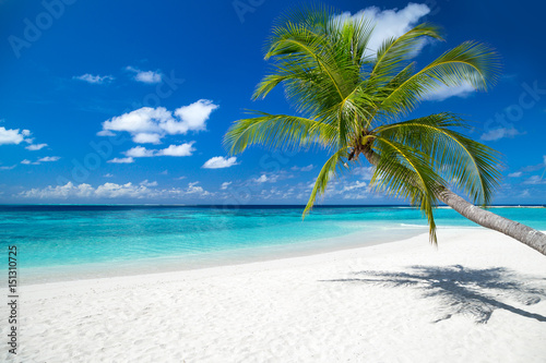 coco palm on tropical paradise island dream beach © stockphoto-graf