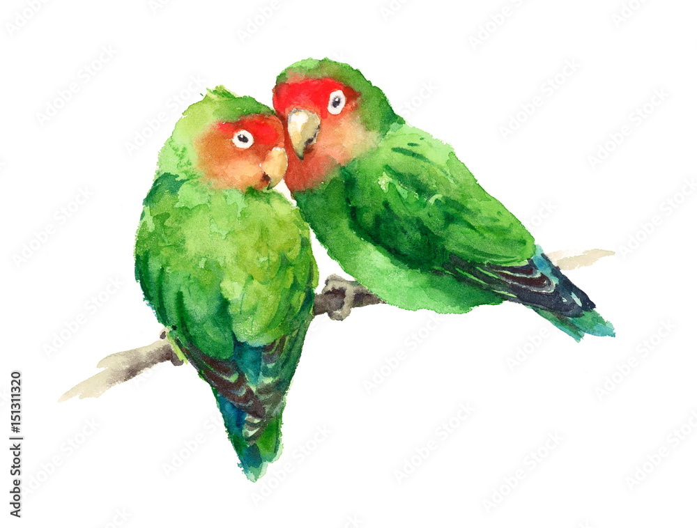 Naklejka Akwarela ptaków Lovebirds na gałęzi Walentynki ilustracji Love ręcznie rysowane na białym tle