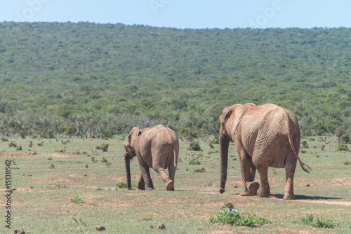 Éléphants en marche (Addo National Elephant Park, Afrique du Sud)
