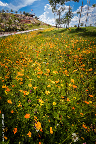 row small flowers in garden beside the dam