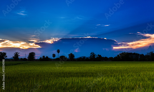 rice green fields in sunset time photo