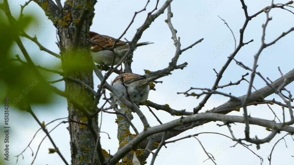 Sparrow on the branch Sparrow on the branch