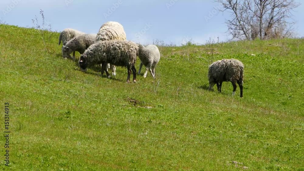 Sheep in the pasture Sheep in the pasture