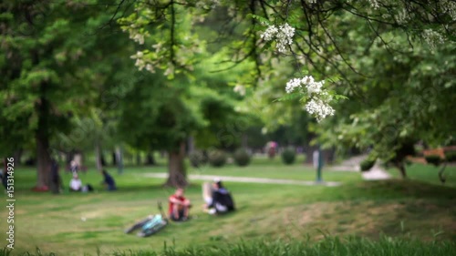 Sunny day in a city park-Selective focus on black locust branch.Unrecognizable,blurred,out of focus people walking,relaxing in the background. Acacia white flowers swaying on spring breeze-Close up 