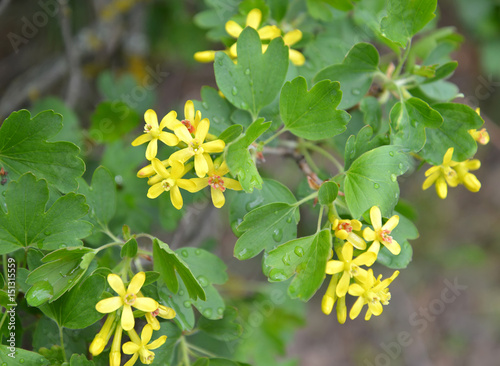 Branch of the blossoming currant golden (Ribes aureum Pursh.) with water drops photo