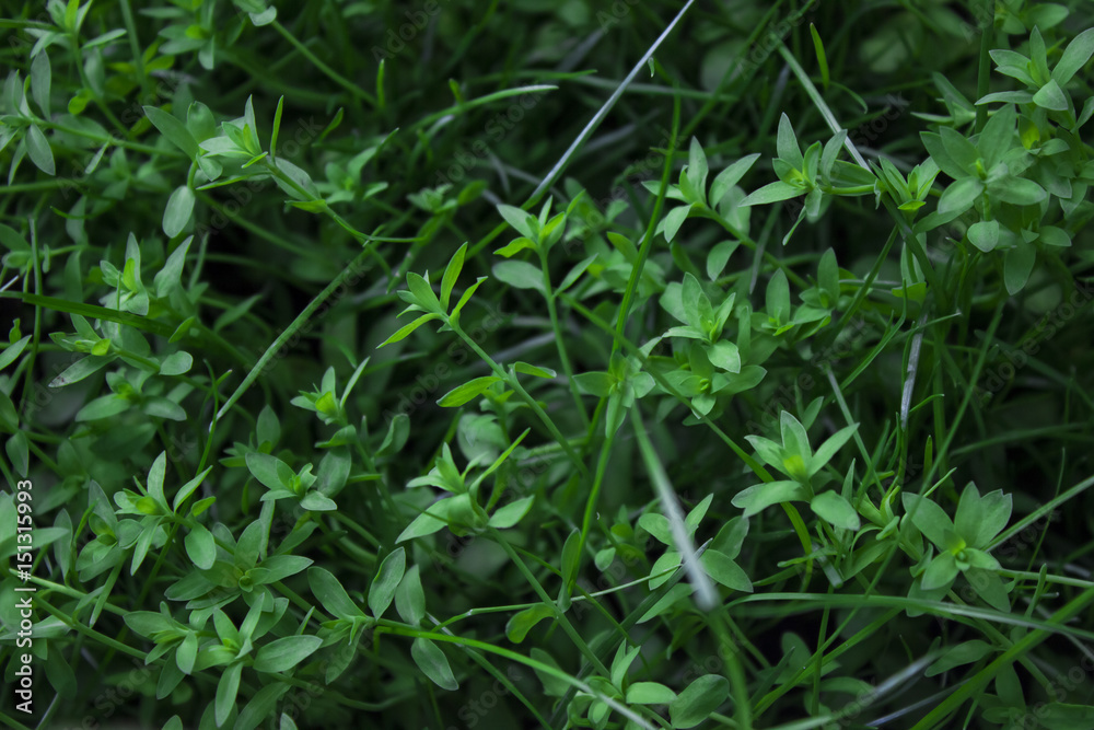 Lush green grass under the spring sun in a pot on the balcony Lush green grass under the spring sun in a pot on the balcony