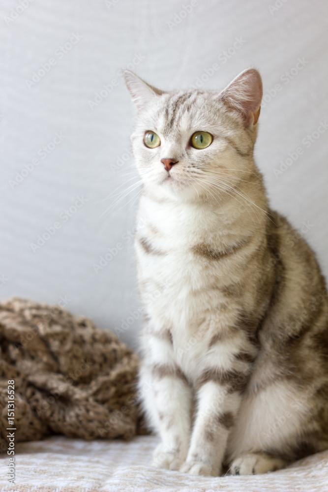 Portrait of grey britain cat.