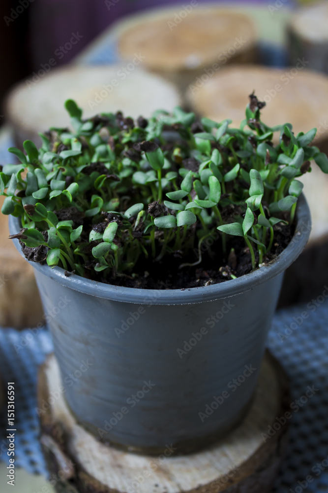 Green flax in a pot