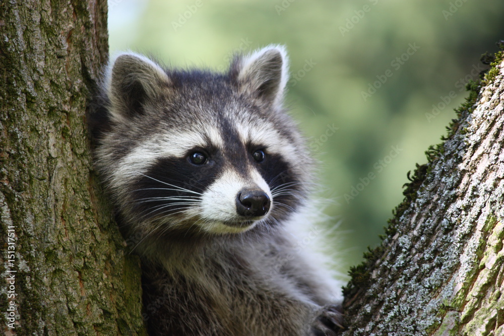 Fototapeta premium Waschbär