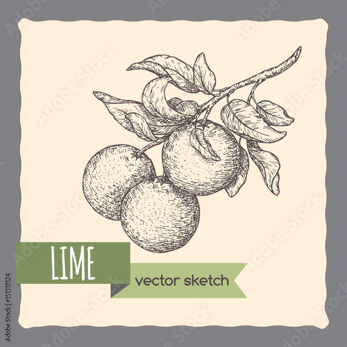 Fresh lime fruits on a branch hand drawn sketch.