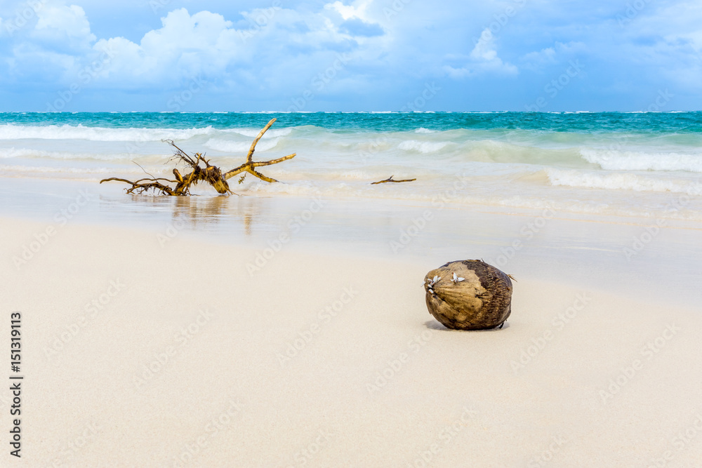 Dominikansiche Republik 41 Kokosnuss und Ast am Bavaro Strand Dominikanische Republik. Dominikansiche Republik 41 Kokosnuss und Ast am Bavaro Strand Dominikanische Republik.