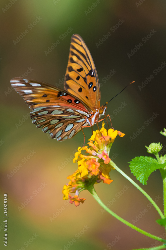 Obraz premium Butterfly