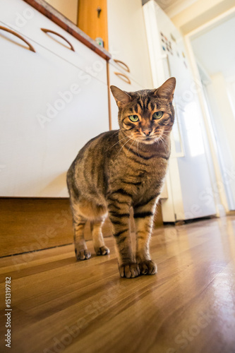 Bengal cat staring into camera