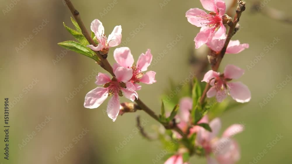 Flowering Trees in Spring Flowers Blossoms on the Branches Cherry Tree. Timelapse. Flowering Trees in Spring Flowers Blossoms on the Branches Cherry Tree. Timelapse.