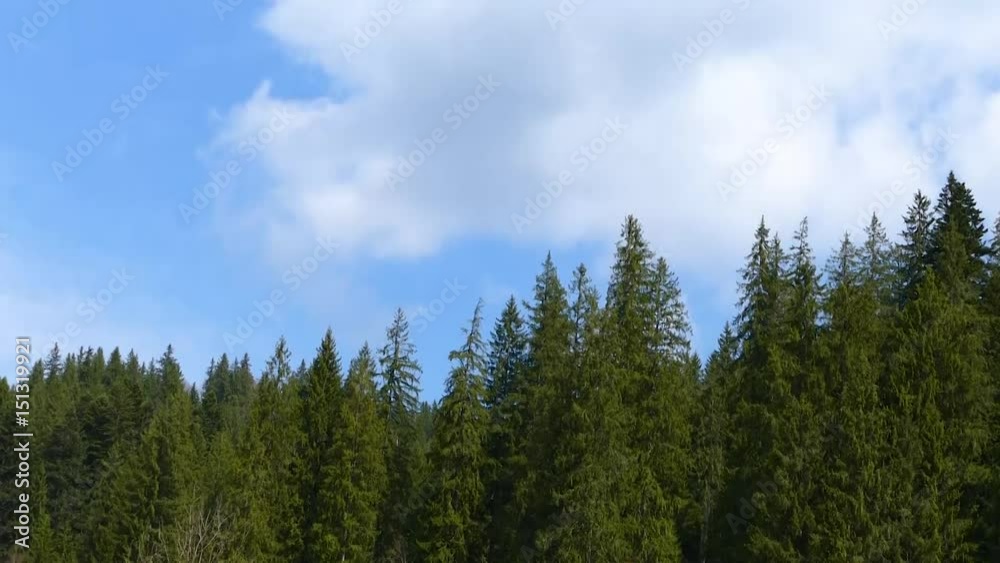 Coniferous forest Coniferous forest