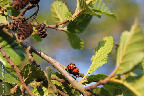 Un joli couple de coccinelles qui copulent