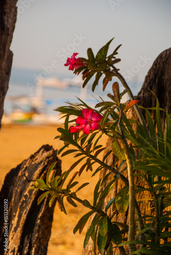 Beautiful red flowers on the background of the beach in Sanur photo