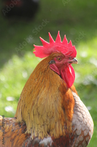 mon coq sans le jardin 1/3