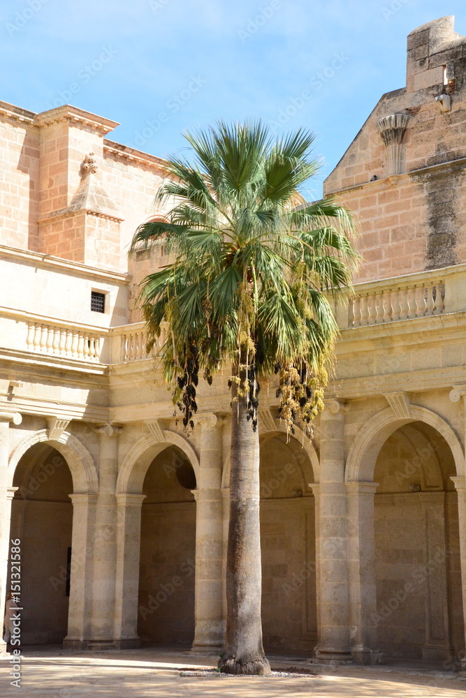 Almeria Palm