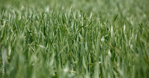close up green wheat on field in spring..