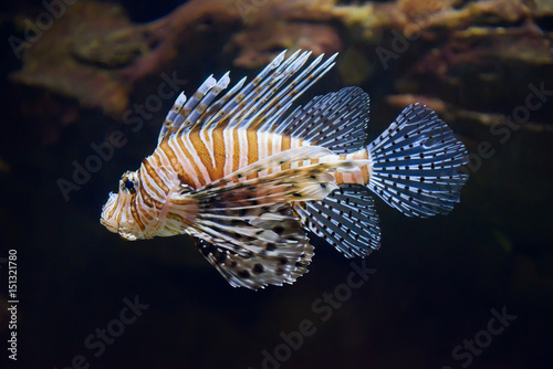 Lion fish swimming underwater. © Artem