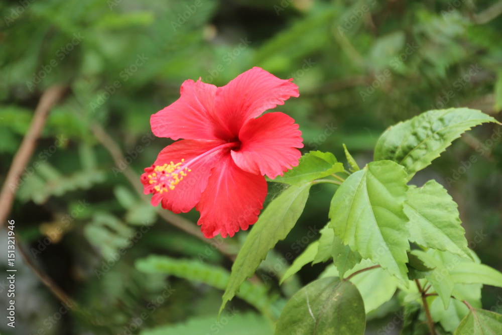 red hibiscus flower with green tree background red hibiscus flower with green tree background
