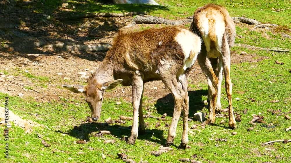 Roe deer