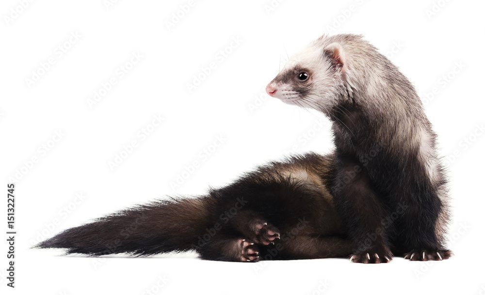 Cute grey ferret in full growth lies isolated