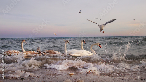 Swans in the sea at sunset 1