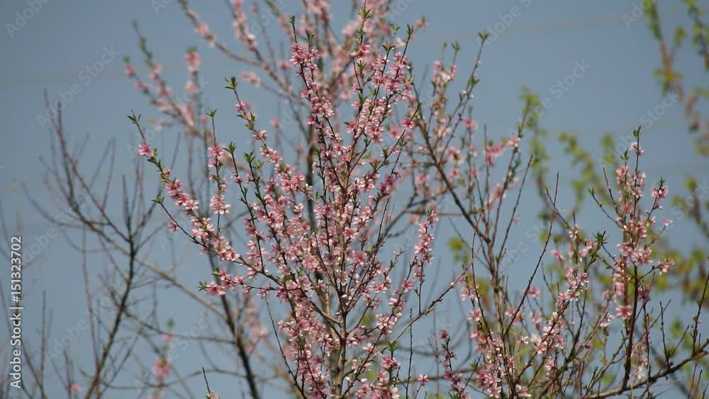 Flowering Trees in Spring Flowers Blossoms on the Branches Cherry Tree. Timelapse. Flowering Trees in Spring Flowers Blossoms on the Branches Cherry Tree. Timelapse.