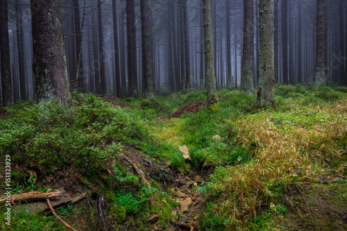 Fototapeta Naklejka Na Ścianę i Meble -  The old and autumn forest in Harz, Germany