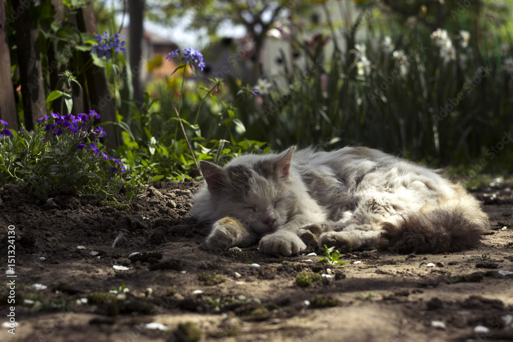 Old white cat sleeping in the background of spring flowers Old white cat sleeping in the background of spring flowers
