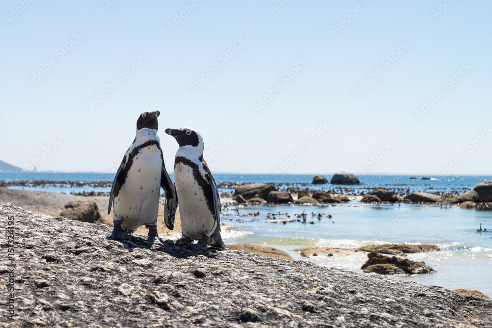 Obraz premium Pingouins du Cap (Boulders Beach, Simons town, Afrique du Sud)