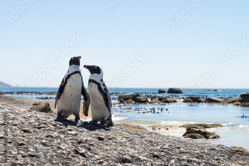 Pingouins du Cap (Boulders Beach, Simons town, Afrique du Sud)