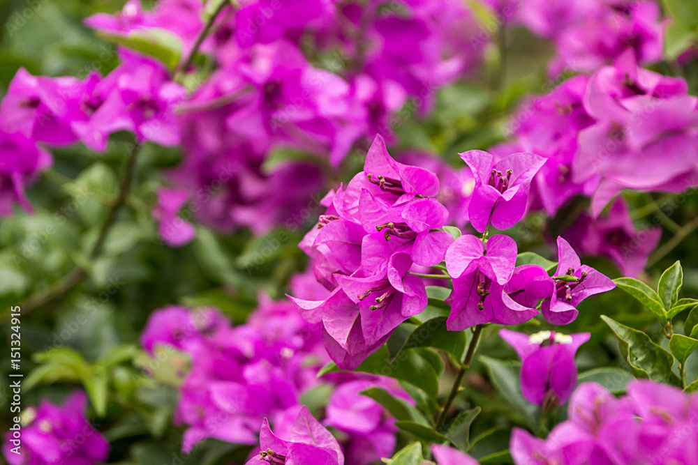 The flower is the bush.