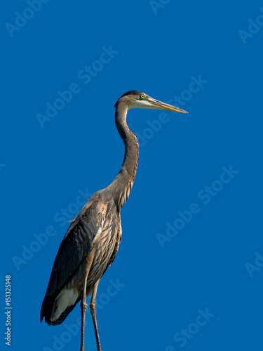 Profiles of Great Blue Heron against a clear blue sky