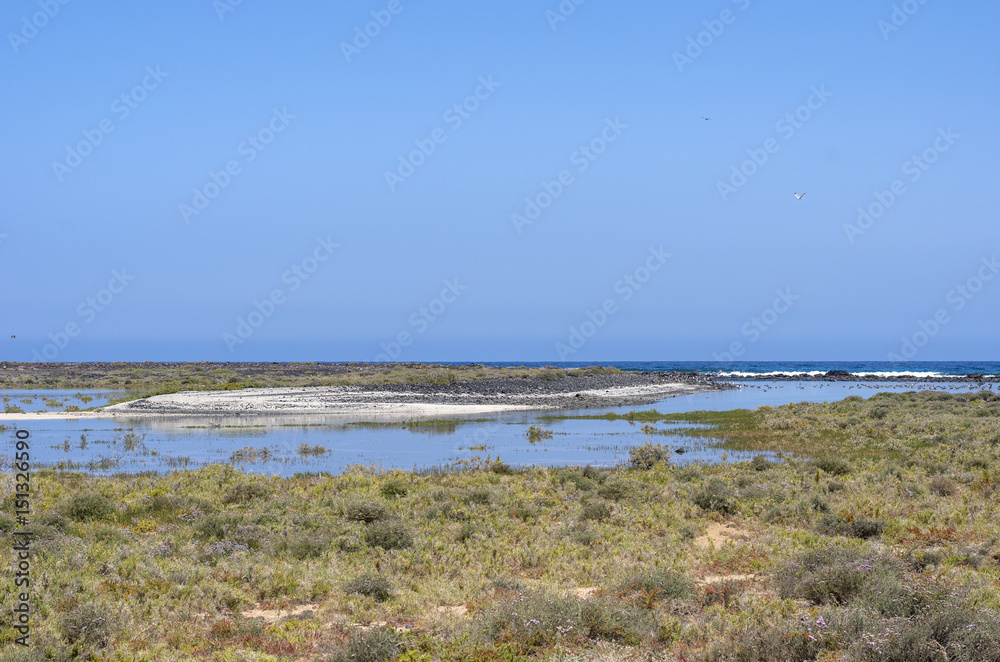 Flora of Lobos Island in Canary Islands, Spain