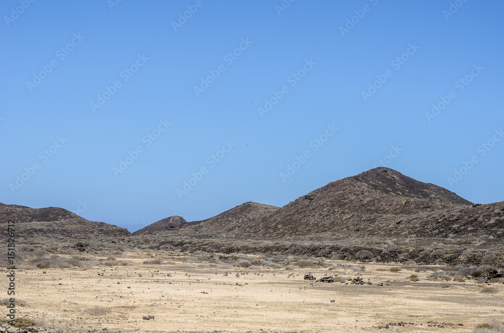 Flora of Lobos Island in Canary Islands, Spain Flora of Lobos Island in Canary Islands, Spain